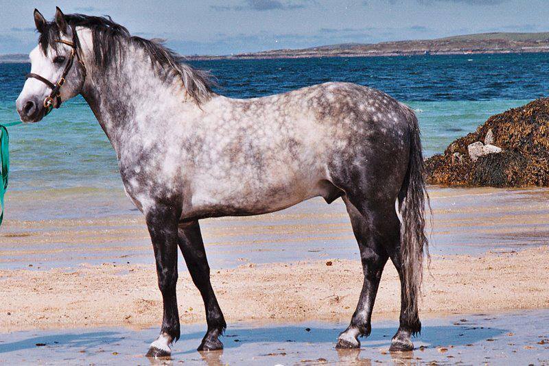 Connemara Pony